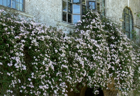 Bois des Moutiers (171) Mai 2012